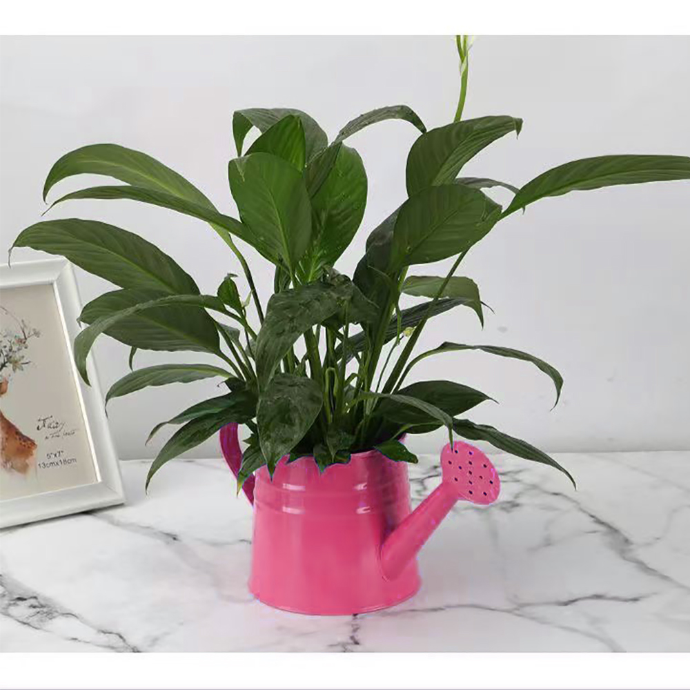 JOLLYSTYLE Small Capacity Pink Watering Can for Precision Watering, Metal Design Sprinklers for watering flowers and plants, Essential Tool for Bonsai, Delicate Flowers, and Seedlings.