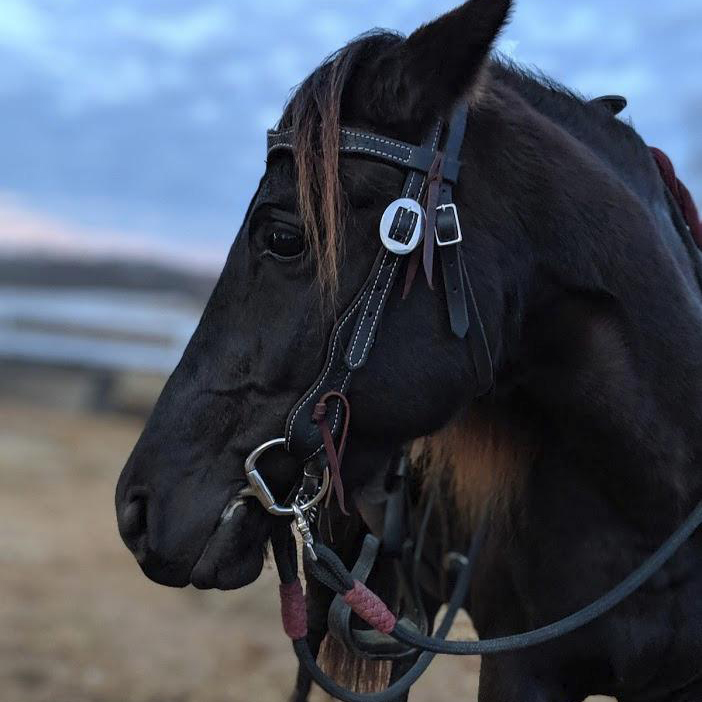 TENG Durable Stainless Steel Bits for Animals, Comfortable Jointed Loose Ring Snaffle Bit for Horse Equestrian Training & Daily Riding